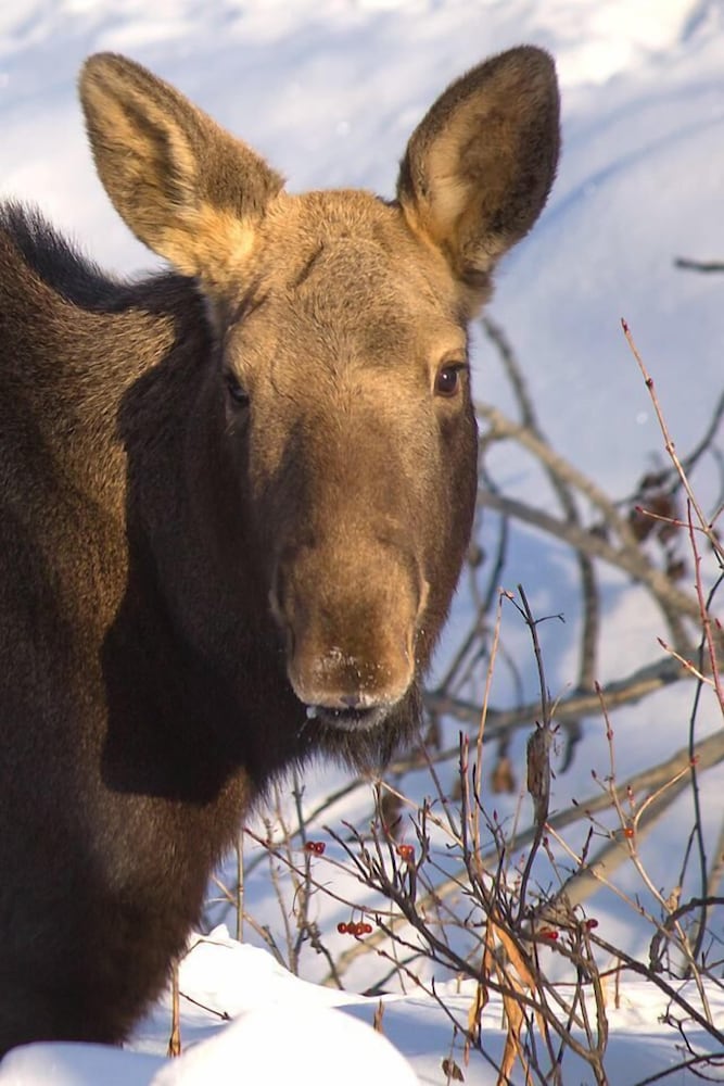 Alaska Haven - Property Image 12