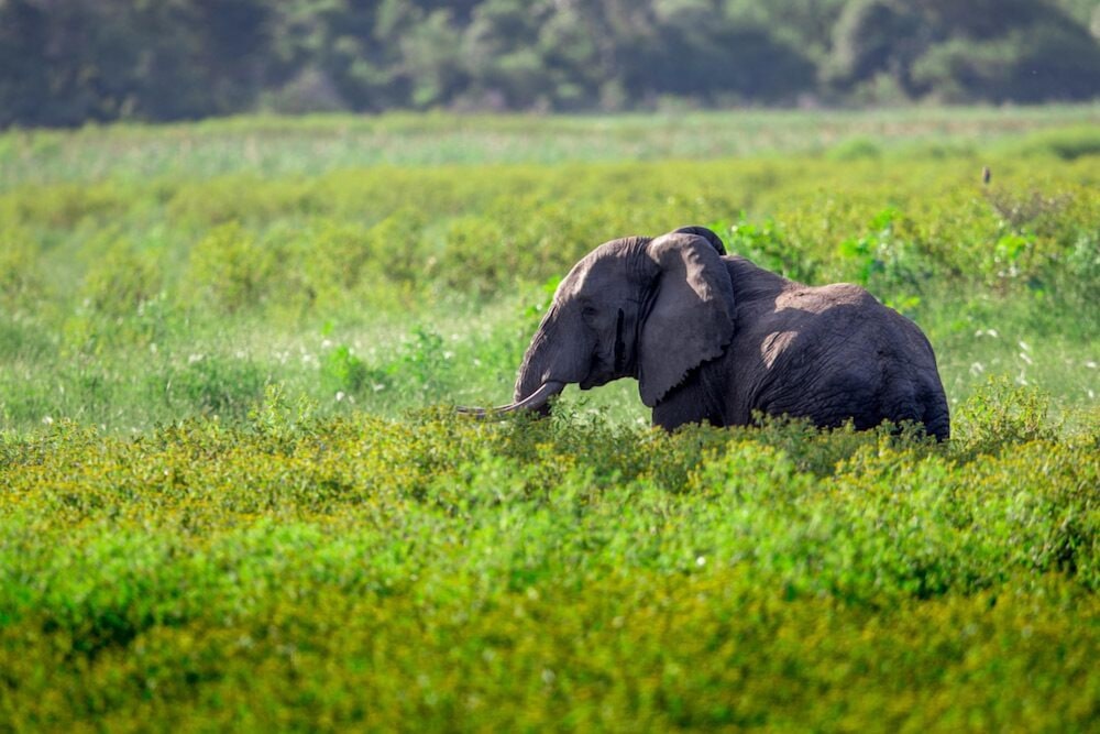 Royal Thonga Safari Lodge