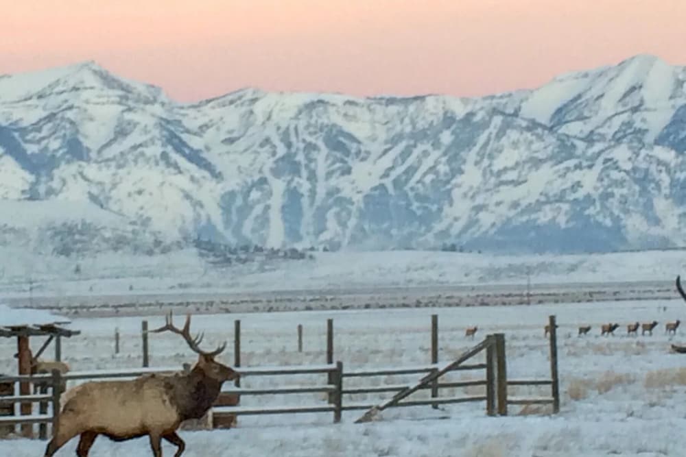 NEW! Elk Refuge Safari Chalet with Teton Views! view 5