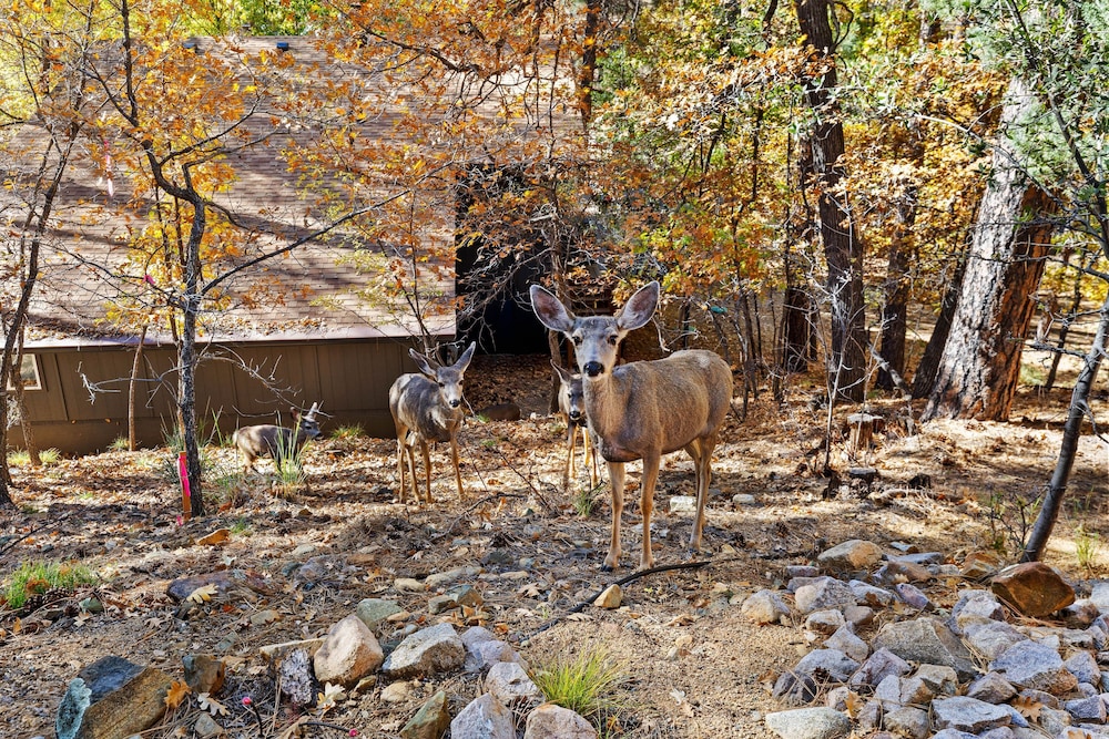 Ponderosa Hideaway 4-br Cabin Mtn View Trails Brbq
