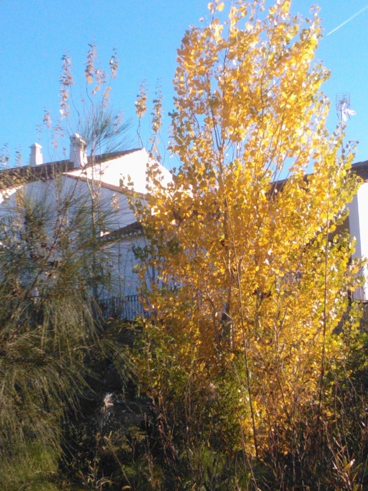 Casas do Palheiro Velho