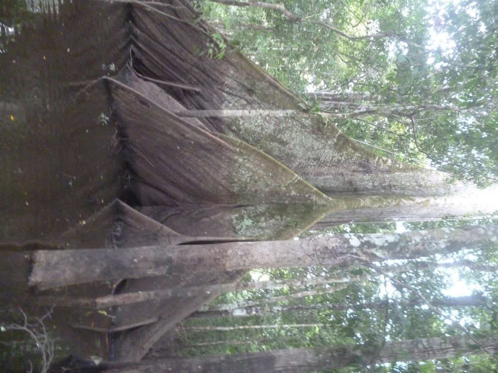 Amazon Yanayacu Lodge