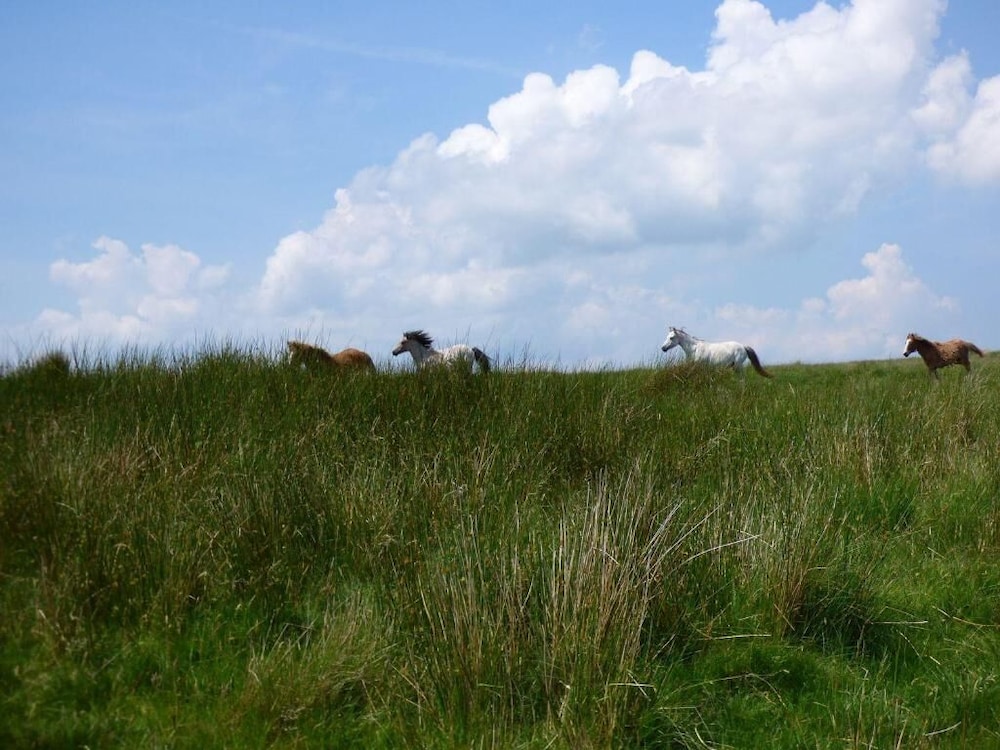 Swansea Vacations - Old Tredegar Arms - Property Image 5