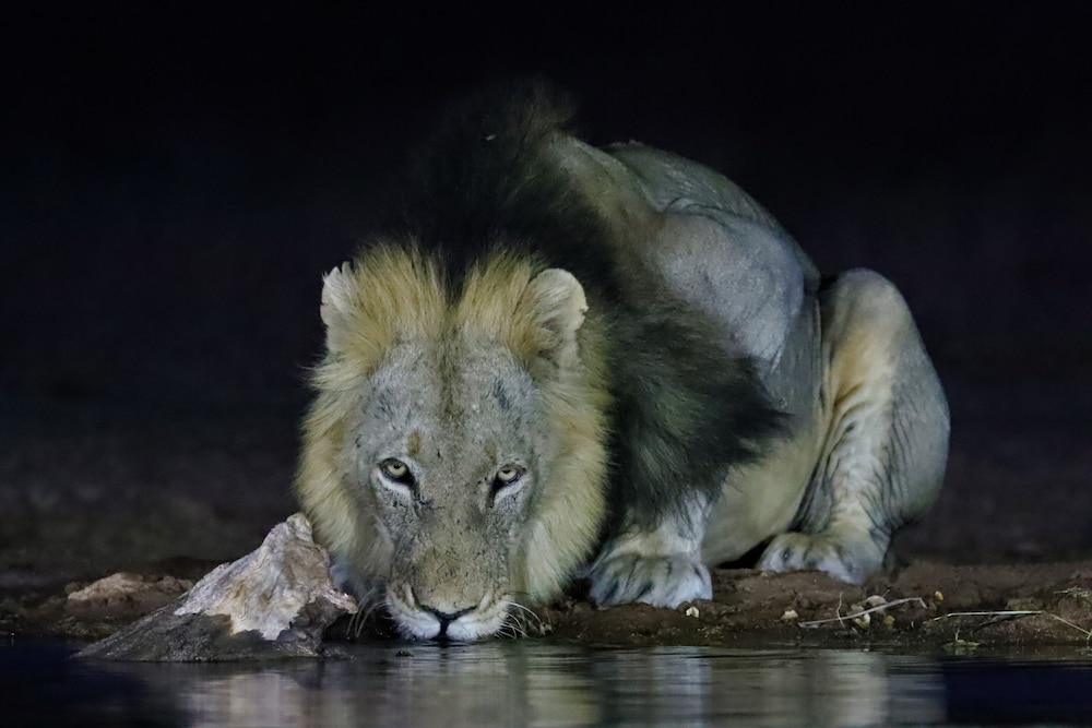 Antares Bush Camp & Safaris - Hostel