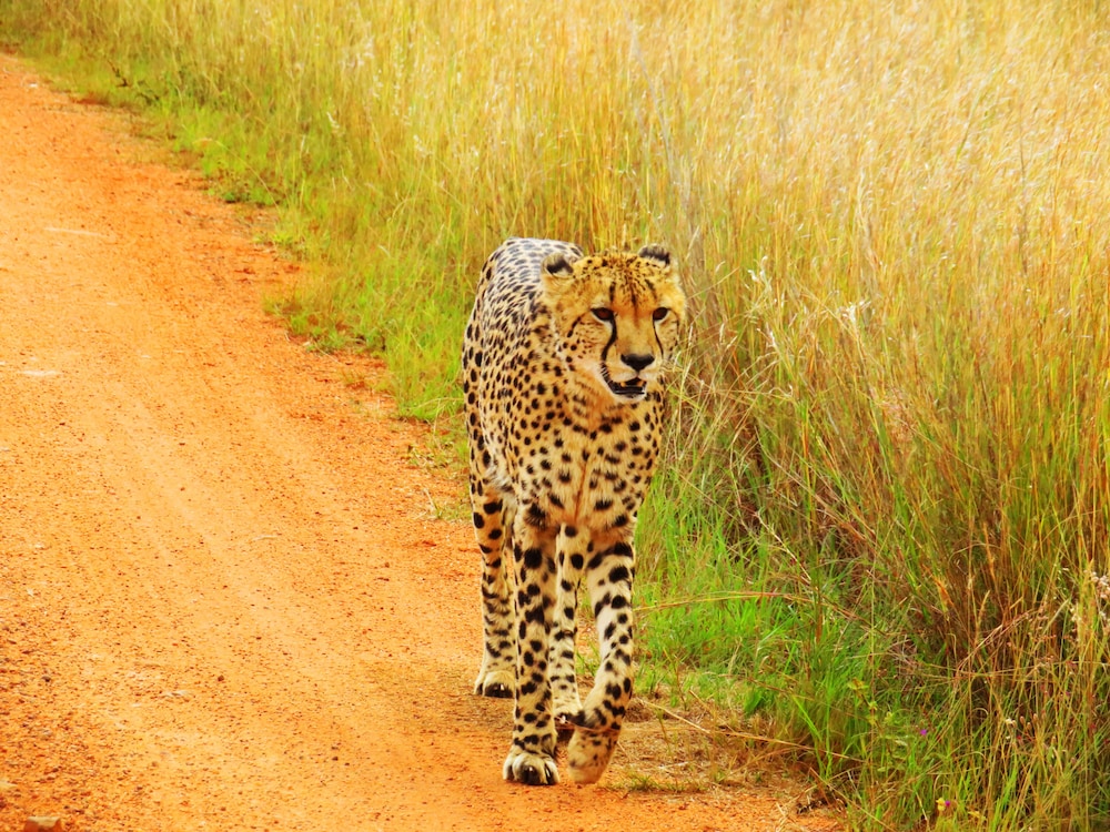 Kololo Game Reserve
