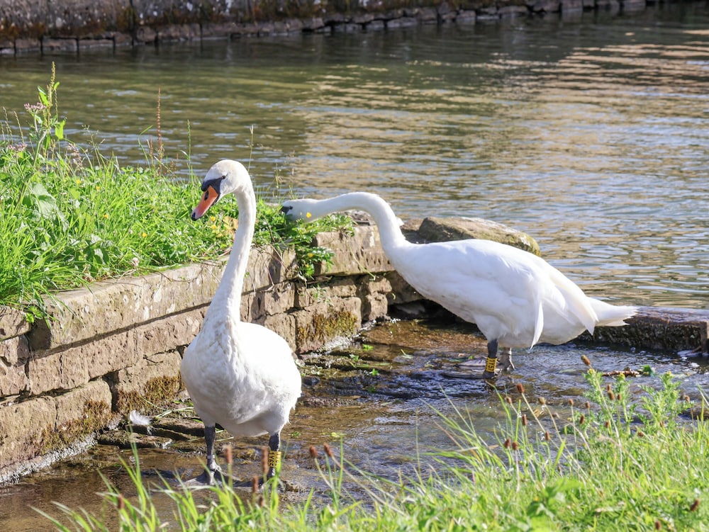 The Swans Nest Lock View