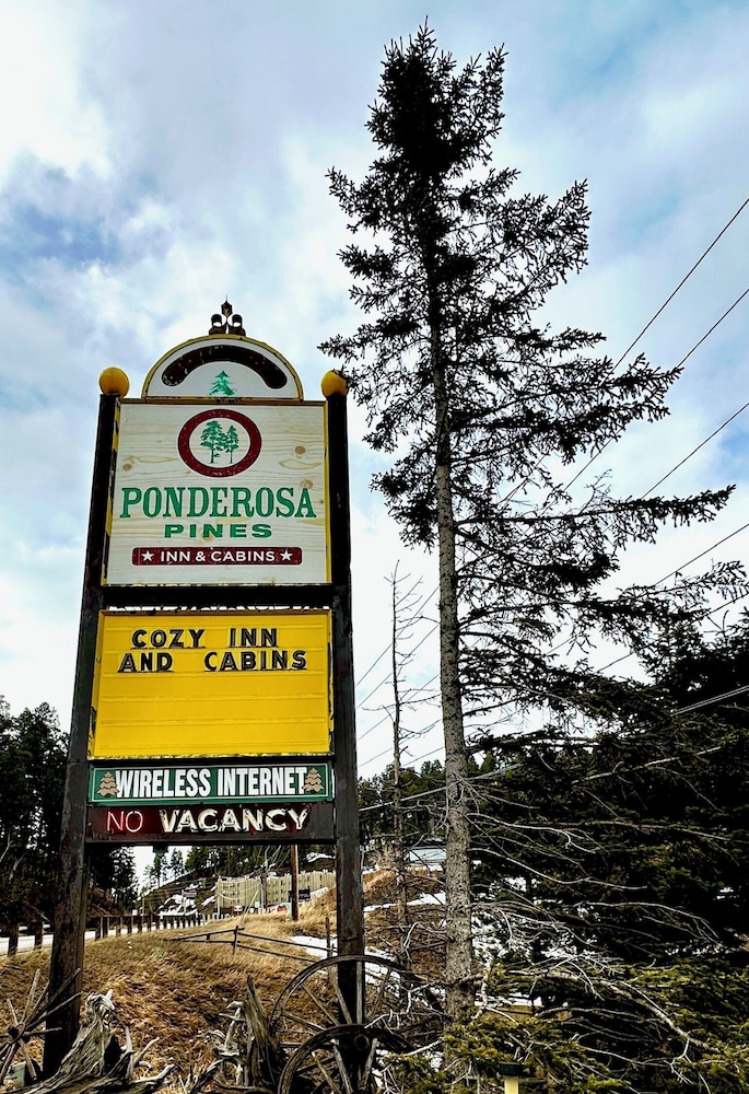 Ponderosa Pines