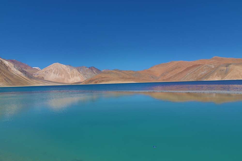 The Driftwood Ladakh