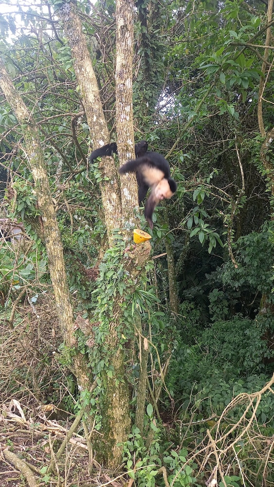Finca panthera