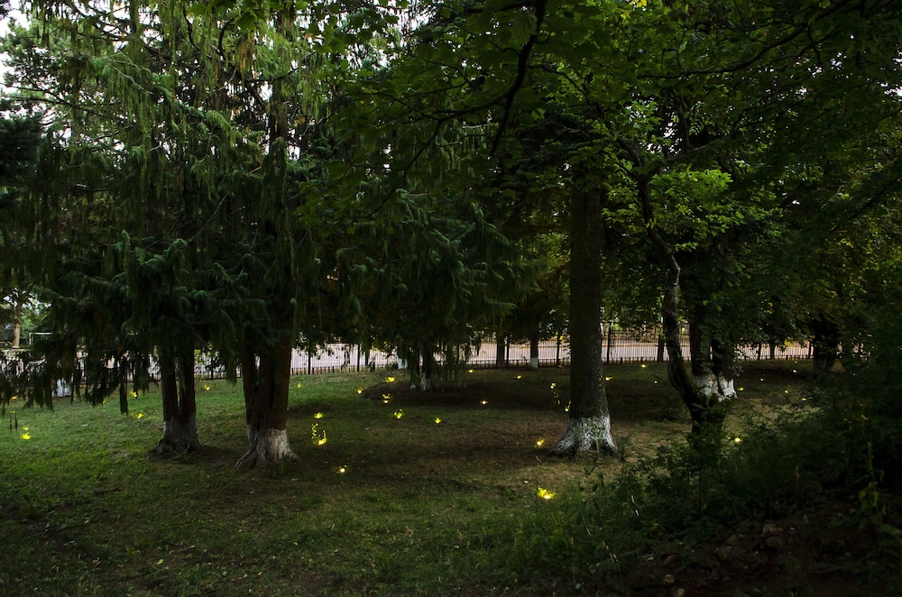 Photo 11