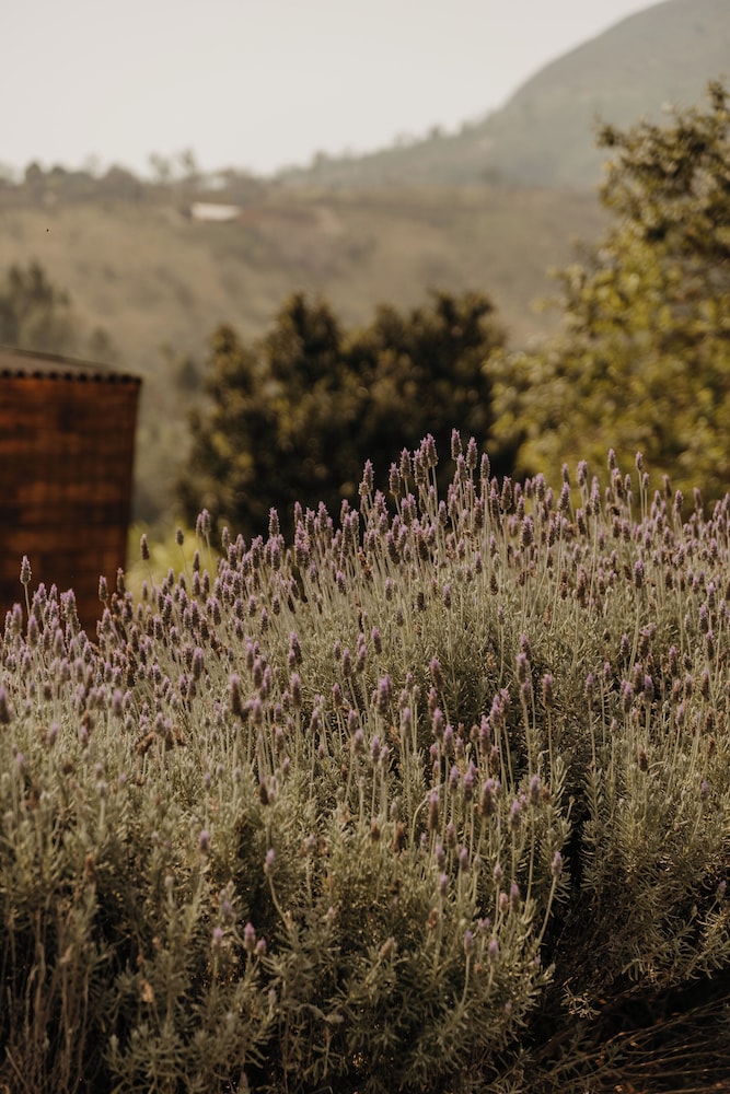 Dila's Lodge