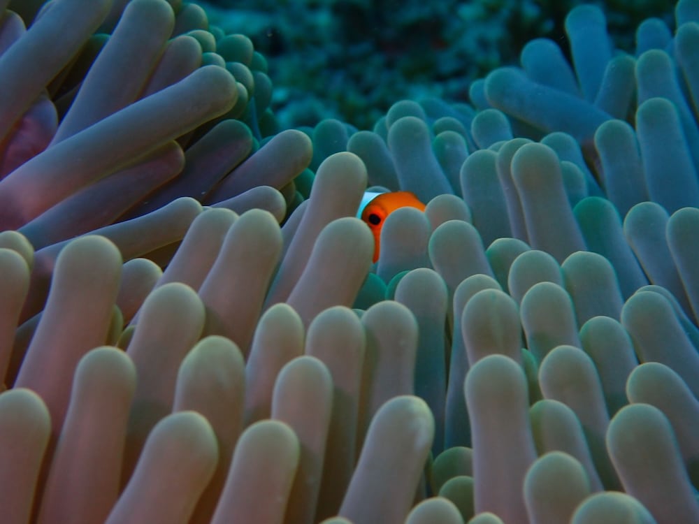 ANDAU DIVE RESORT - RAJA AMPAT