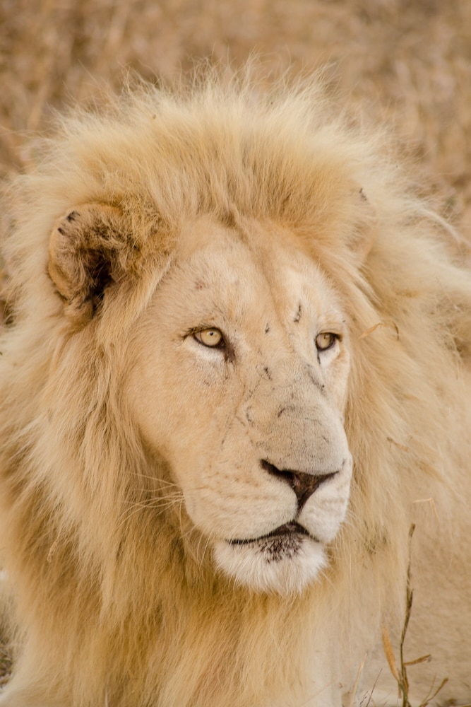 Elandela Private Game Reserve & Luxury Lodge
