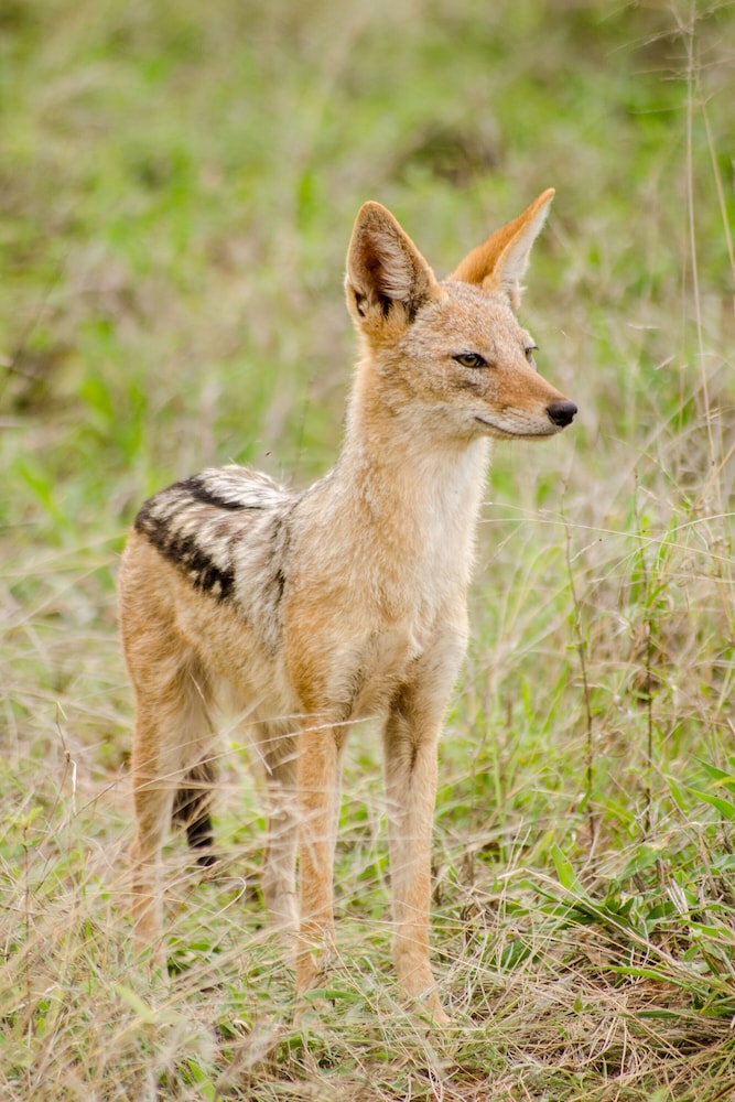 Elandela Private Game Reserve & Luxury Lodge