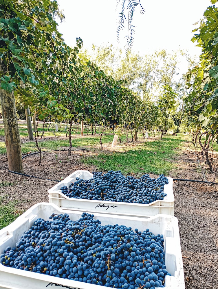 Finca La Saucina