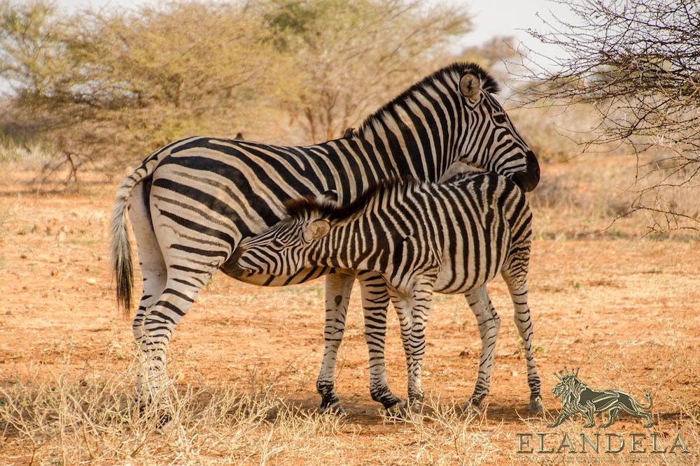 Elandela Private Game Reserve & Luxury Lodge