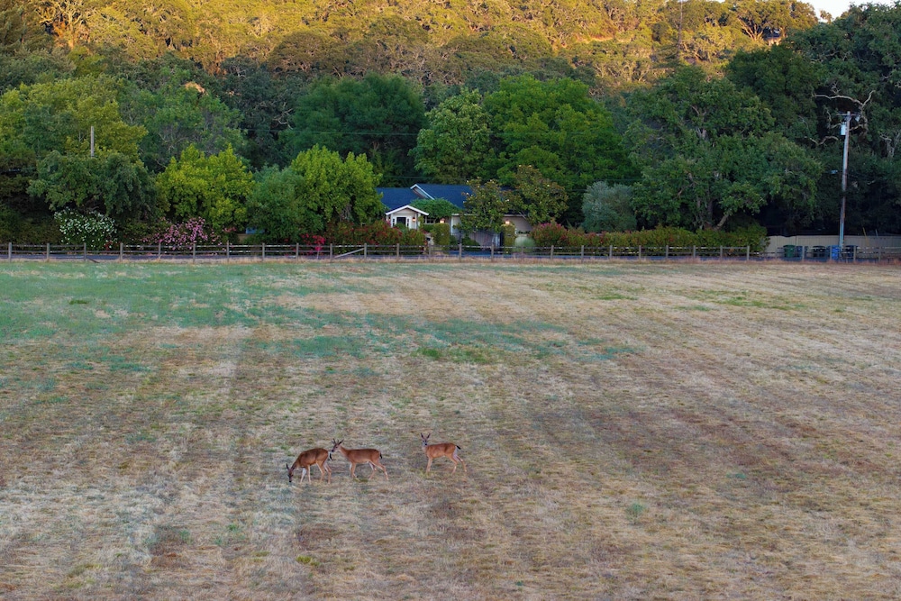 Glen Ellen Escape 5BR Retreat w/ Pool, Hot Tub, Hammocks & Vineyard Views