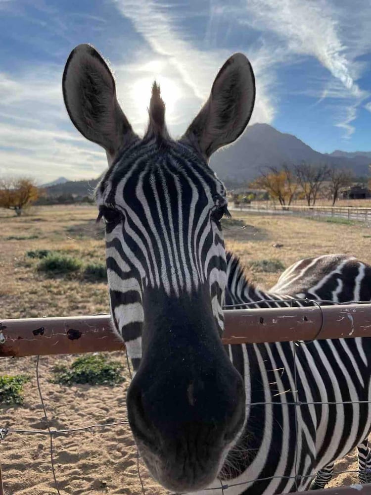 Zebra Refuge Cottage-wild Unique Prescott Stay