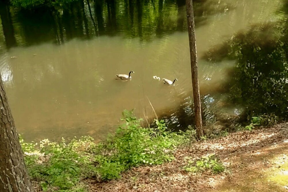 Lakeside Bliss