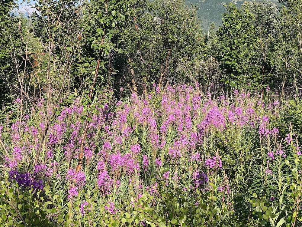 Photo 42