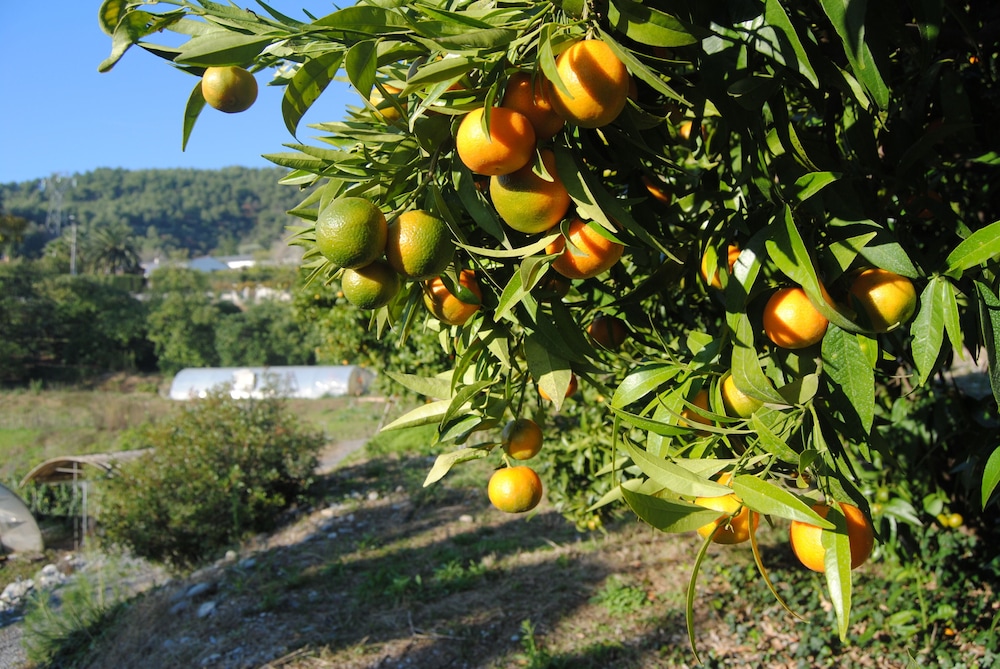 L'Orangeraie de la Baronne