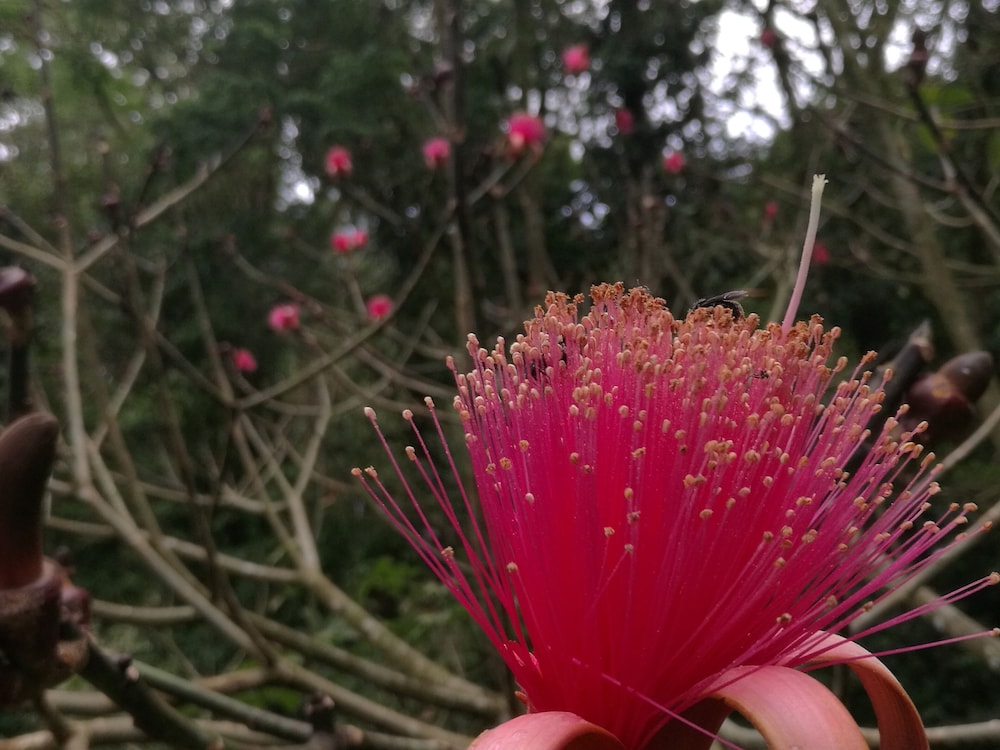 Cabinas Ecogarden Arenal