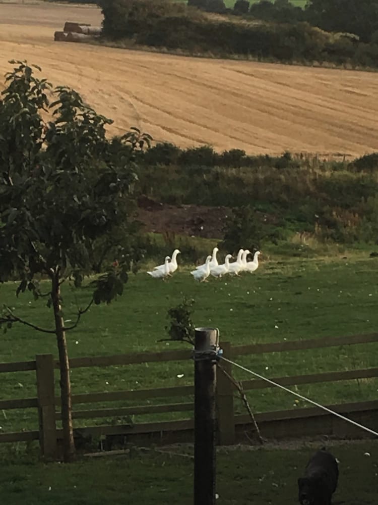 Townend Farm Bed and Breakfast