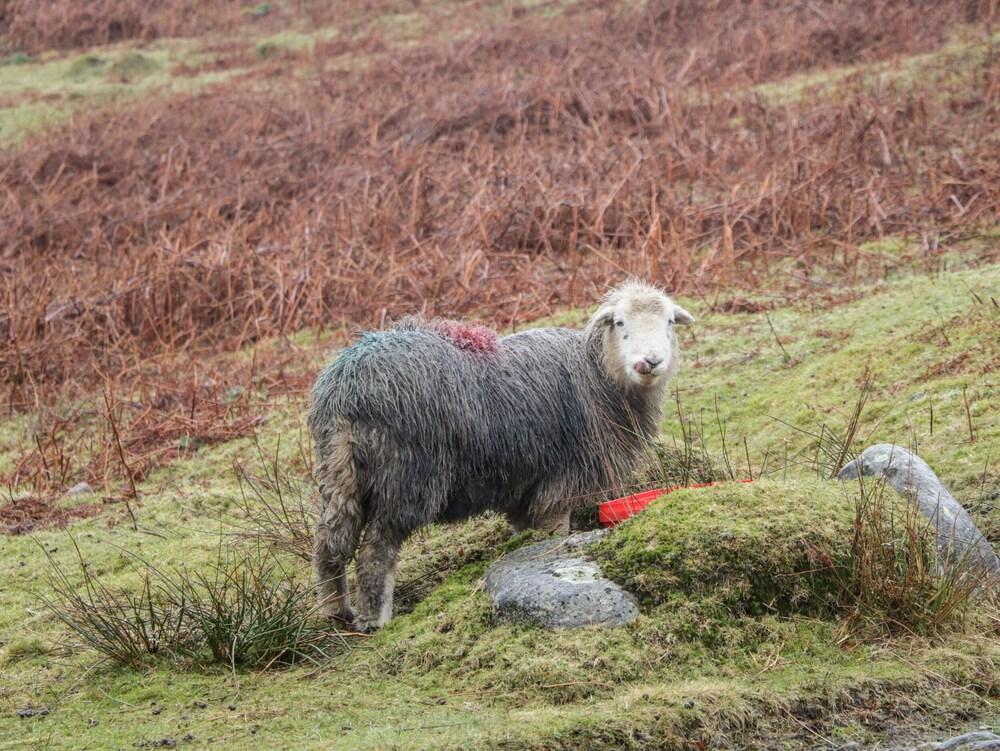 Howgill Lodge