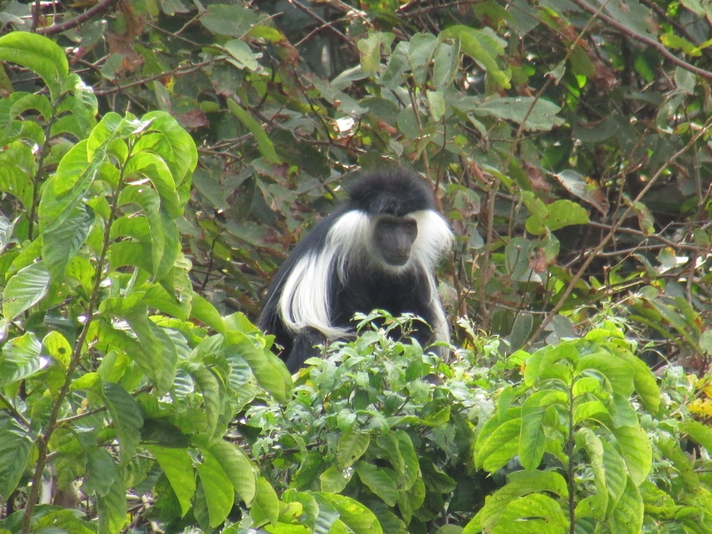 Udzungwa Forest Camp