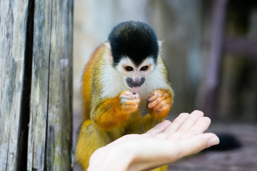 Urraca Monkey Island Eco Resort