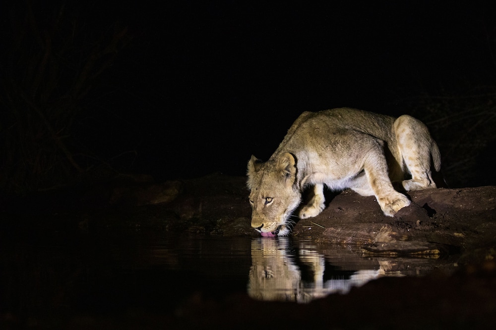Antares Bush Camp & Safaris - Hostel