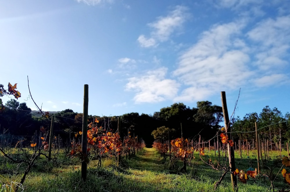 Casas do Morgadio - azorean wine & lodge view 3