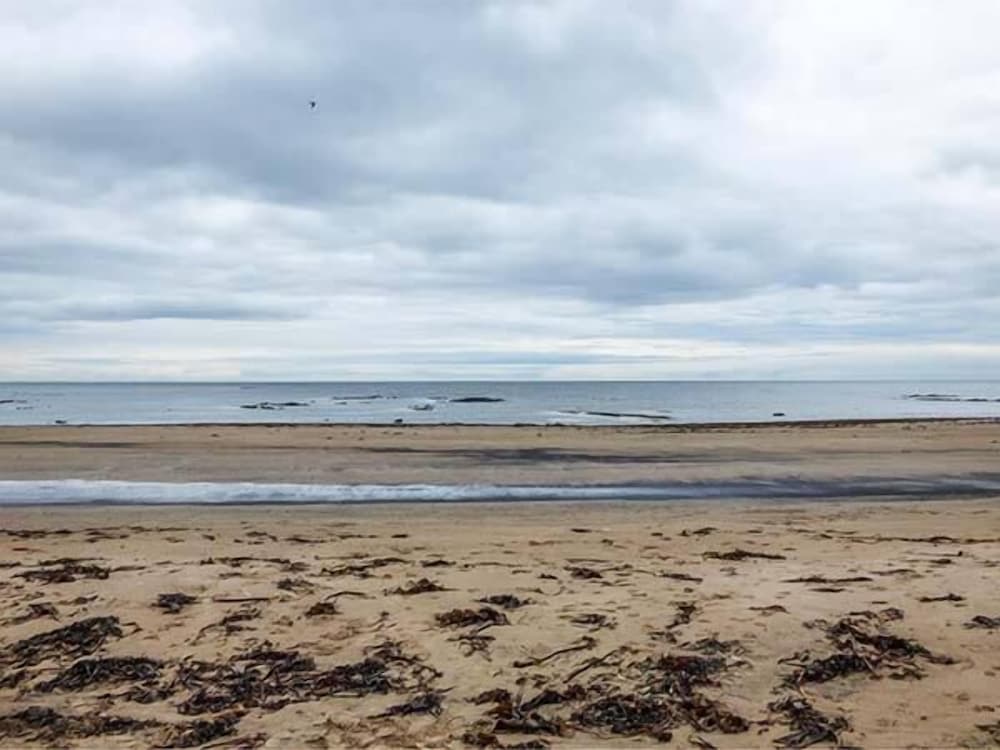 Sandy Knowes