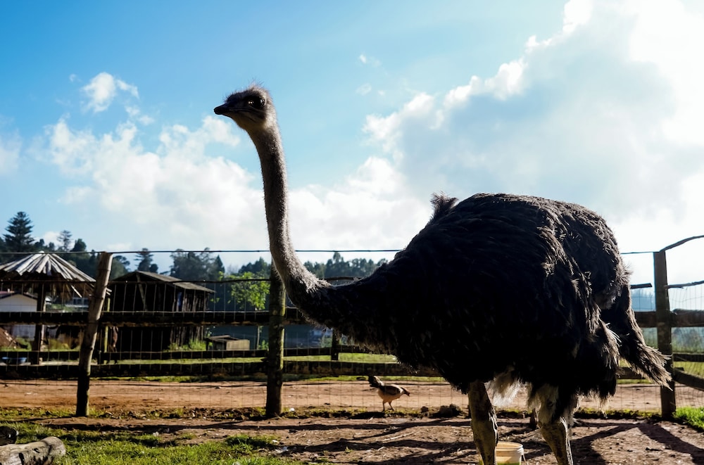 Virgin Valley