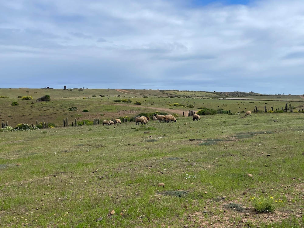 El Horizonte Huentelauquén