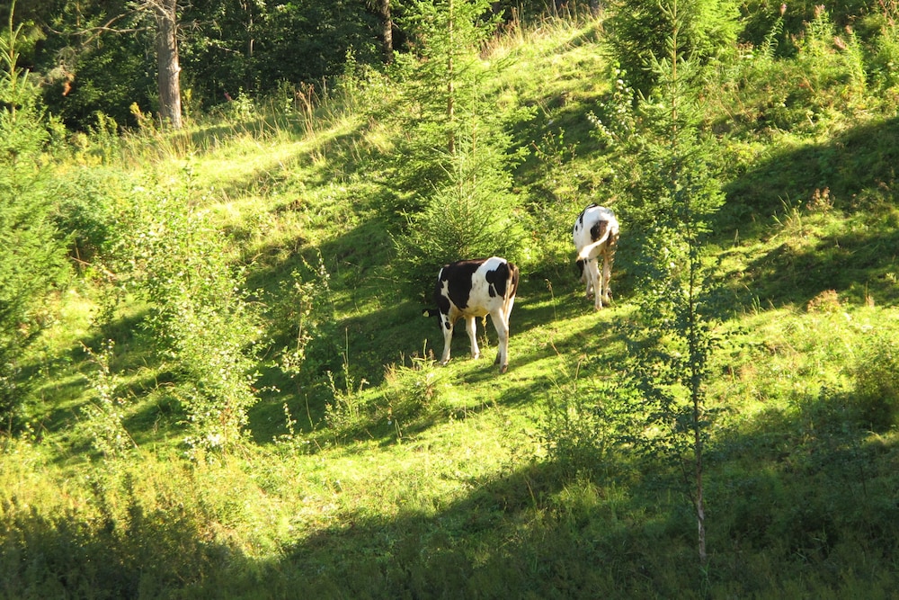 Lövbergs B&B