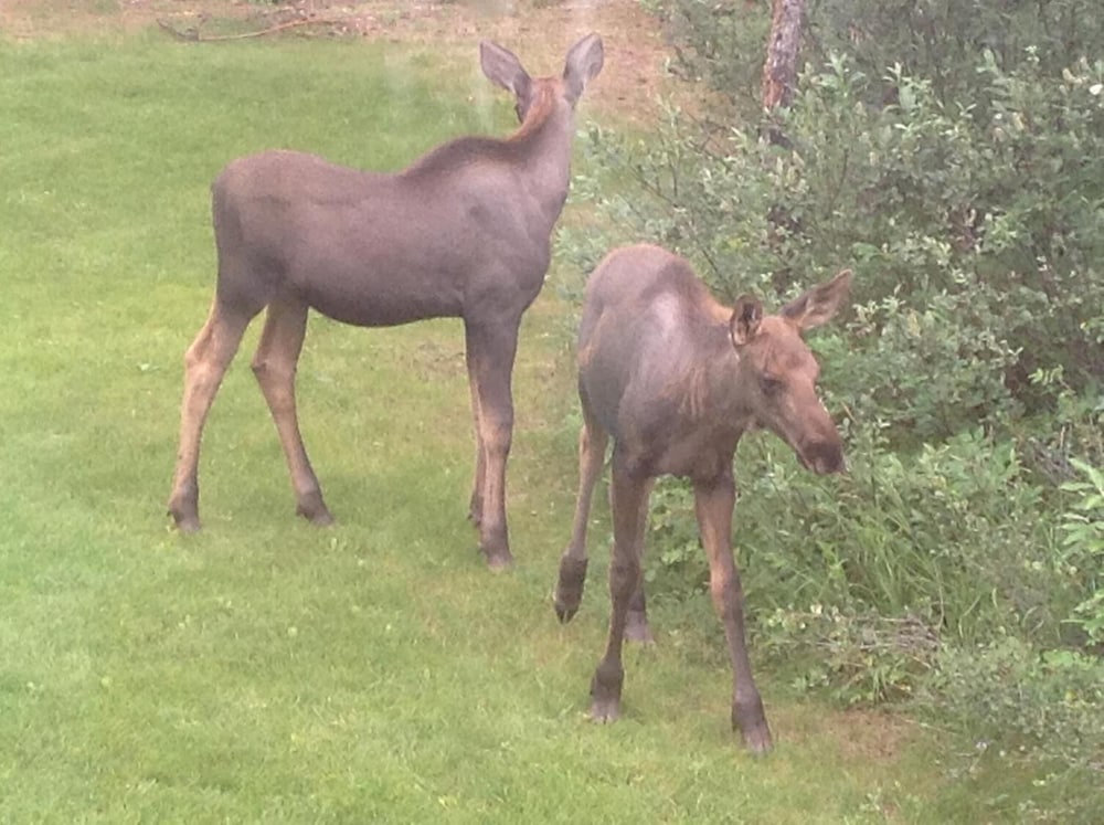 Denali Primrose B&B