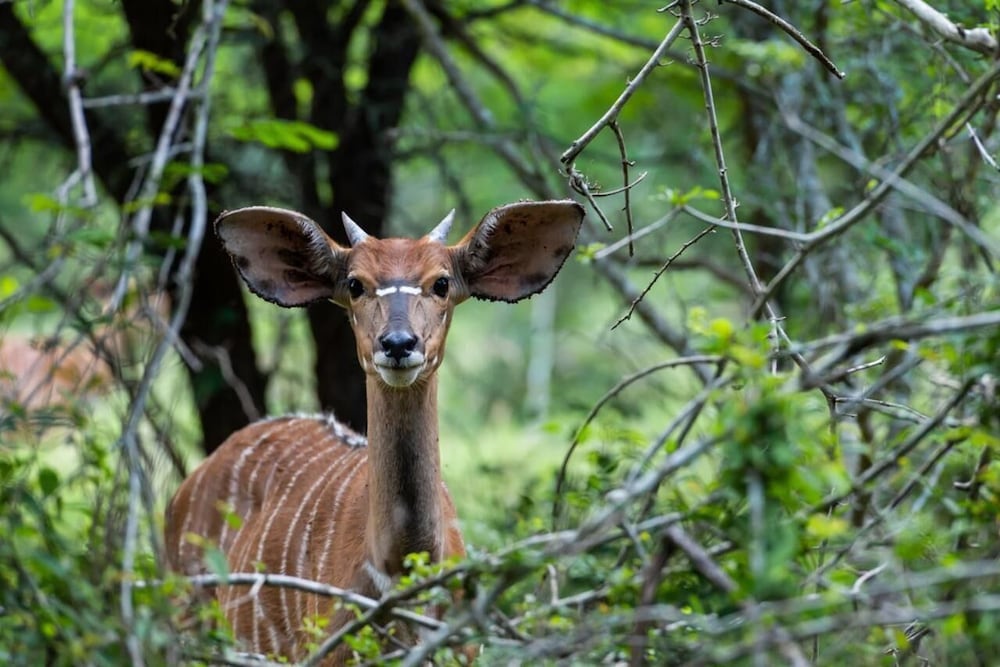 Hluhluwe Vacations - Leopard Walk Lodge - Property Image 5