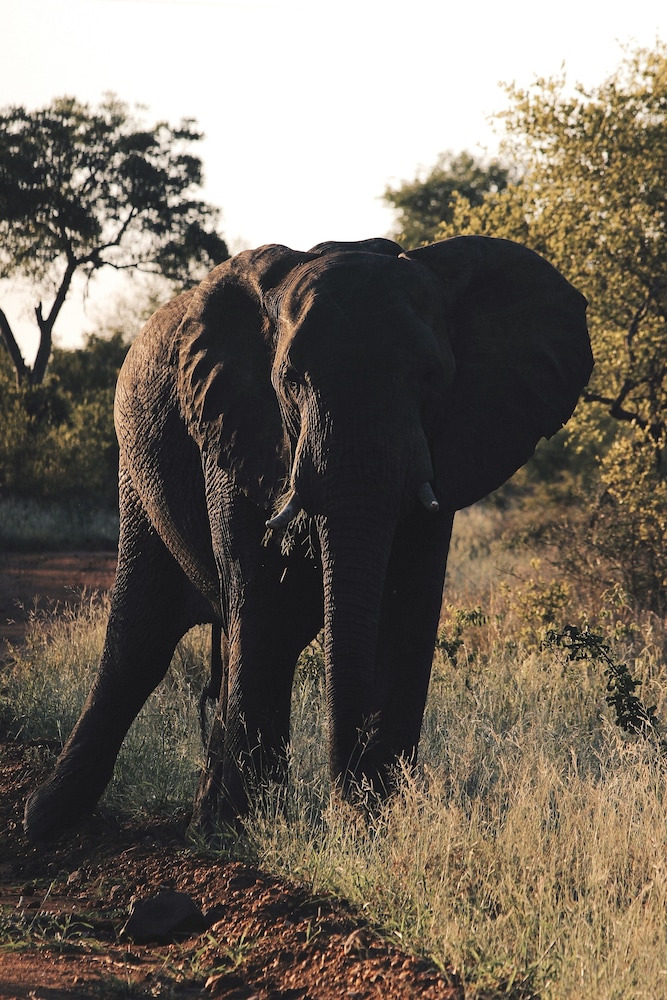 Nyati Safari Lodge