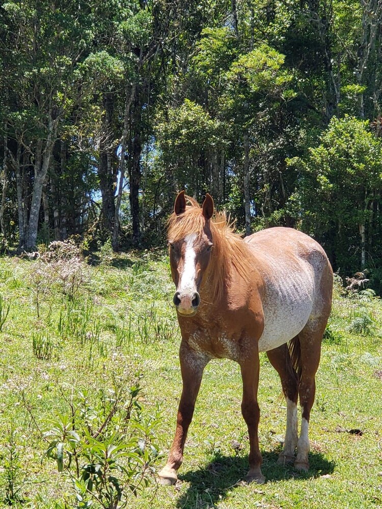 Rancho Sol Poente - Rancho Queimado