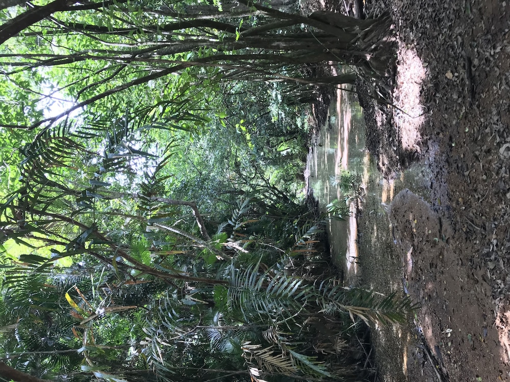 Daintree Crocodylus