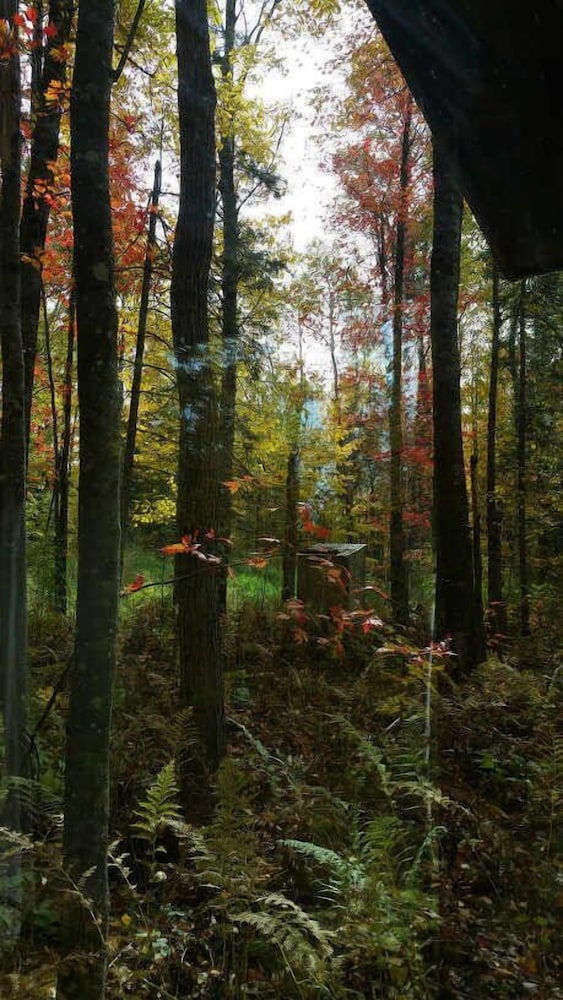 Shire In The Woods