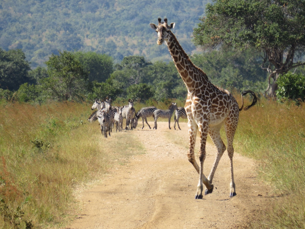 Mikumi Wildlife Camp