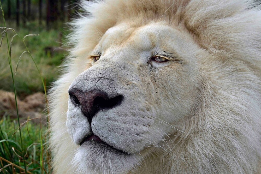 Sleep Whiskers Away From the Lions and