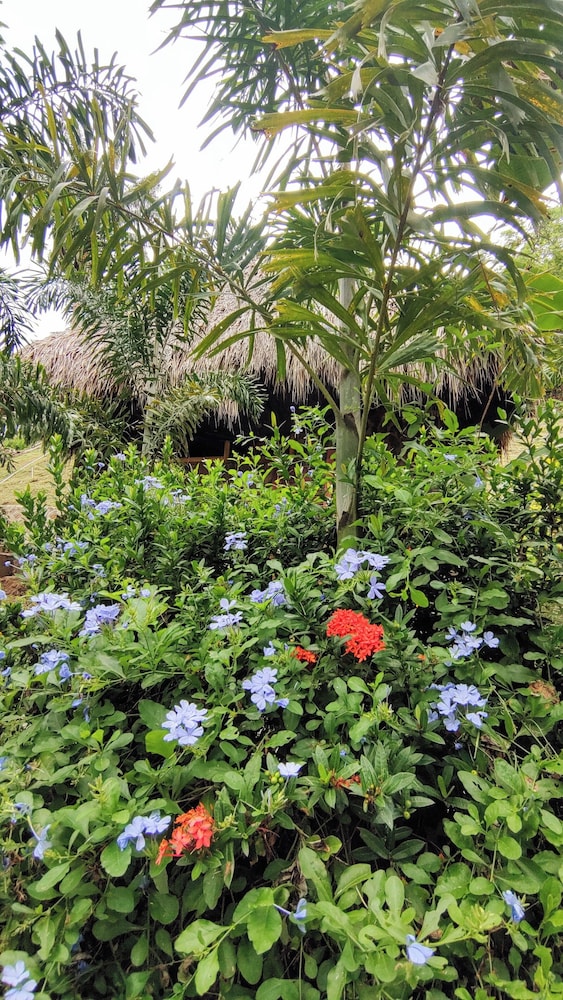 Colibri Parque Tayrona
