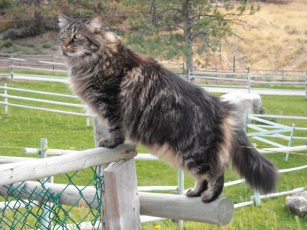 Wildhorse Mountain Guest Ranch