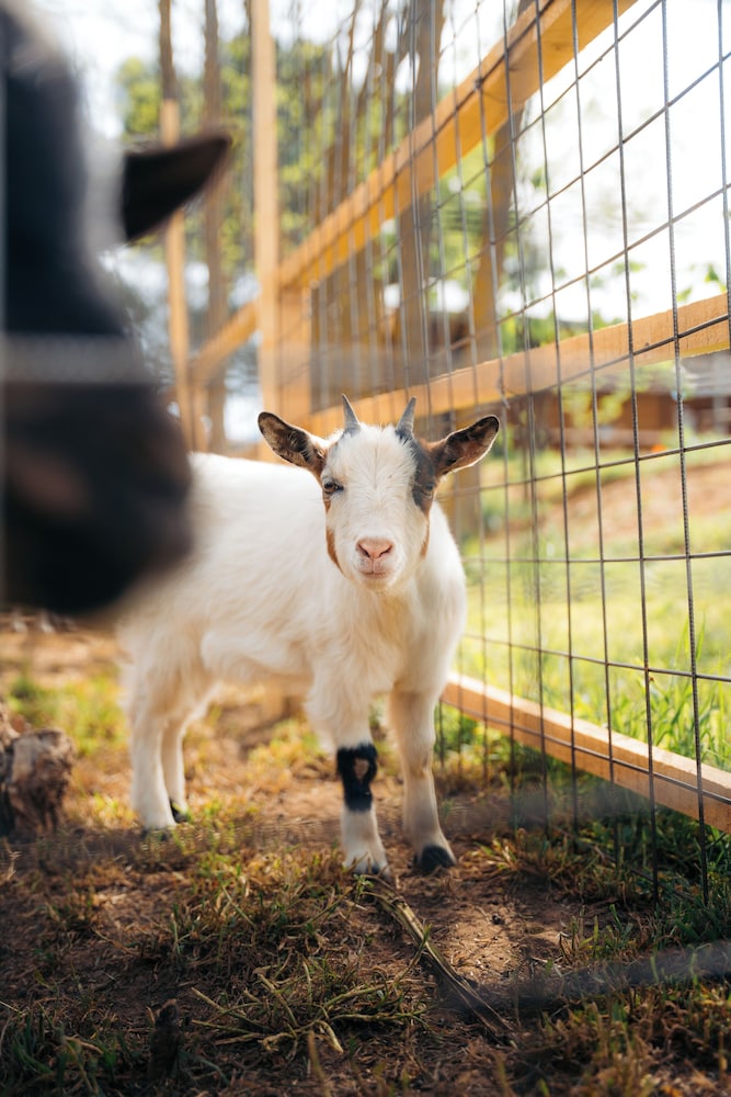 Milea Agritourism