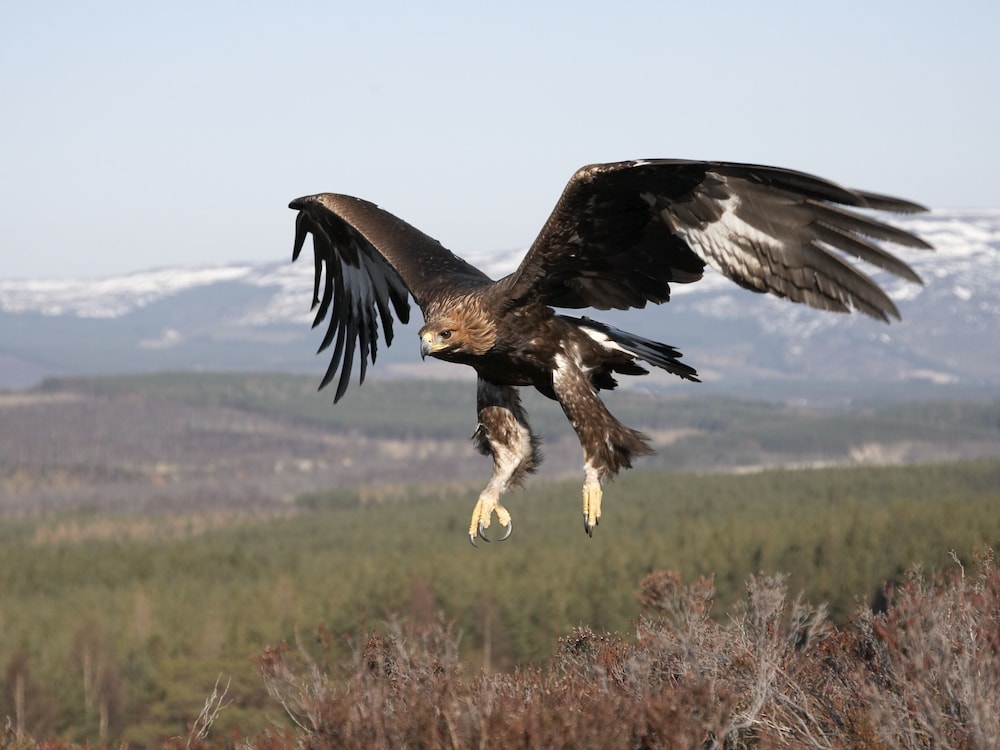 Alladale Wilderness Reserve