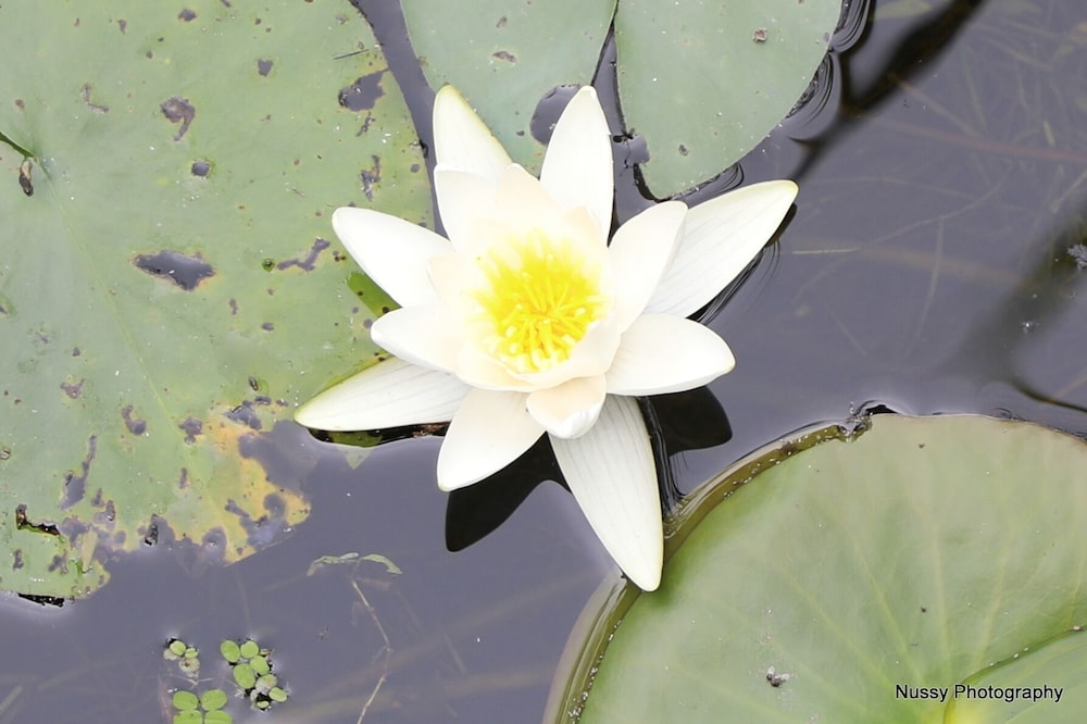 Photo 38