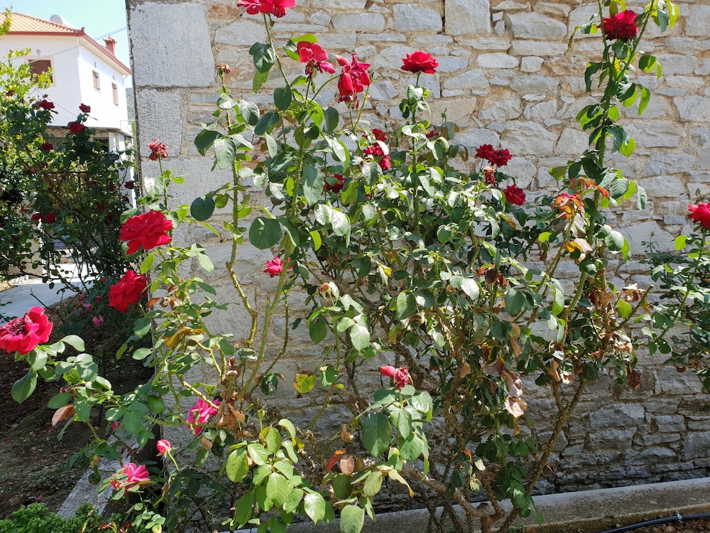 Photo 39